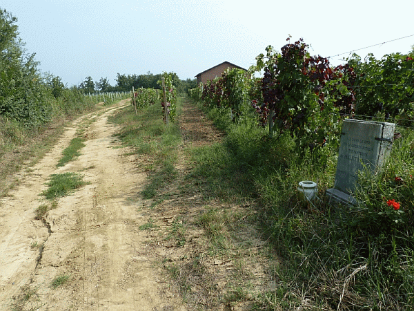 I vigneti