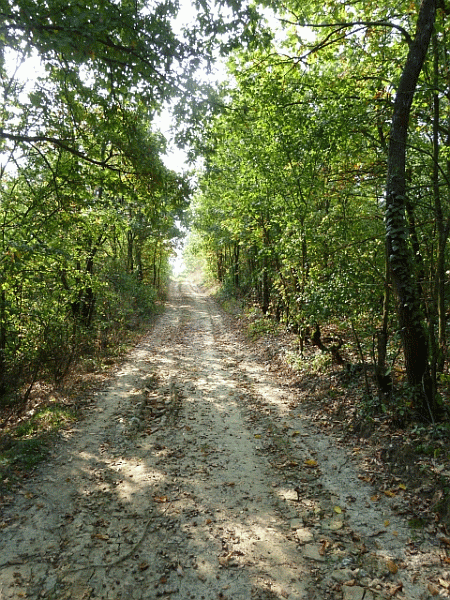 Passaggio nel bosco