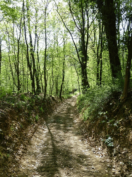 Passaggio nel bosco