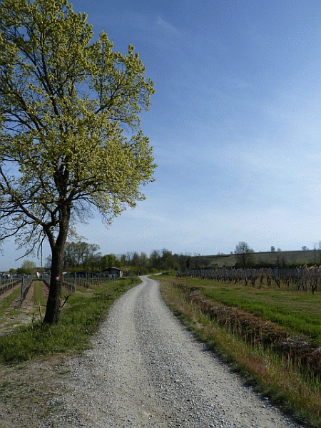 La carrareccia tra campi e vigneti