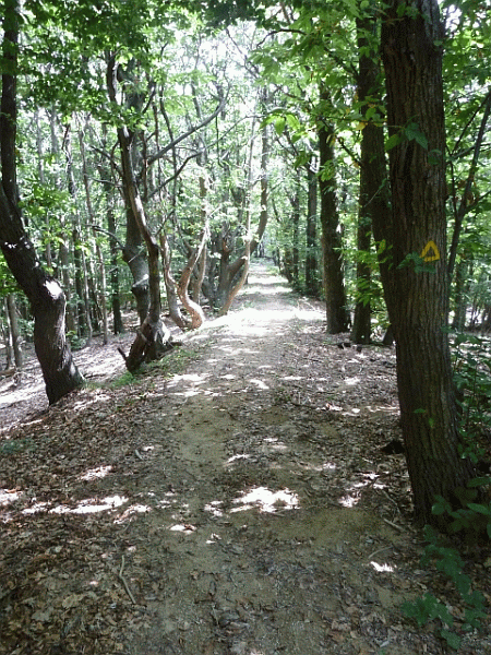 Il castagneto