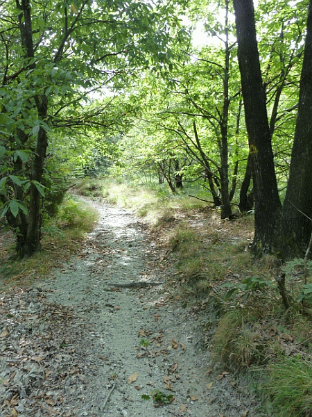 In cammino tra i castagni