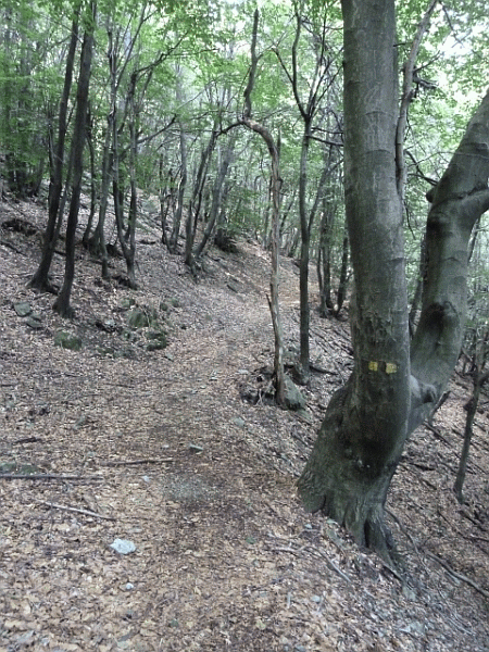 Passaggio nel bosco