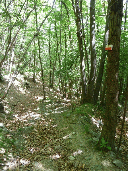 Passaggio nel bosco