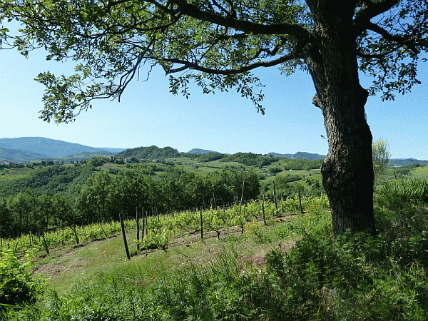Panorama dal Poggio di Monleale