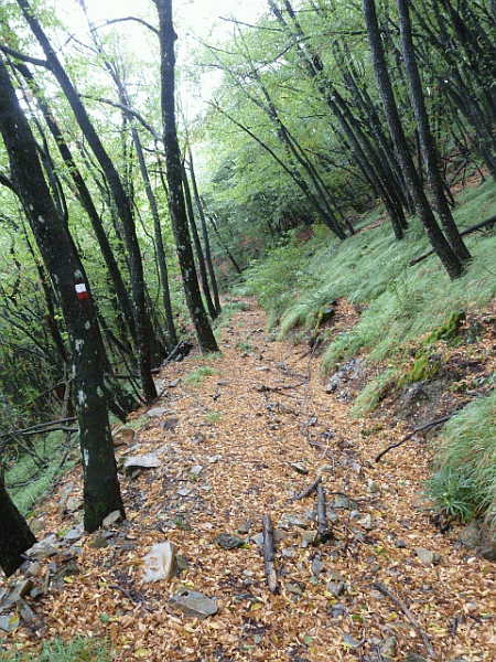 La mulattiera nel bosco