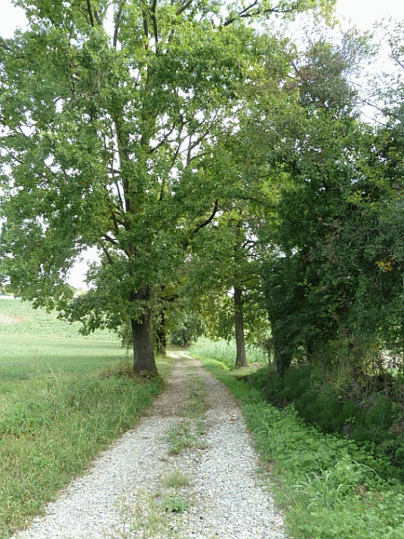 La strada campestre sul fondovalle