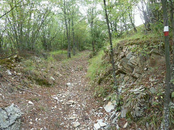 La mulattiera nel bosco