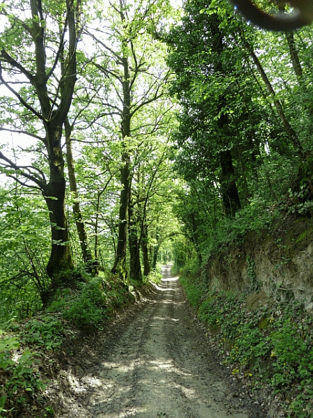 Passaggio nel bosco