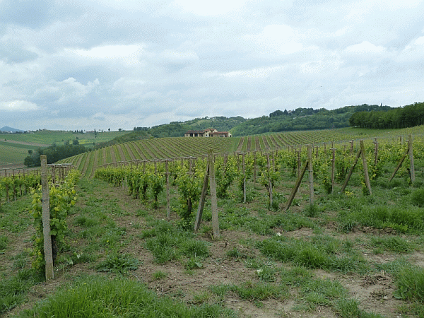 I vigneti verso Cella Monte