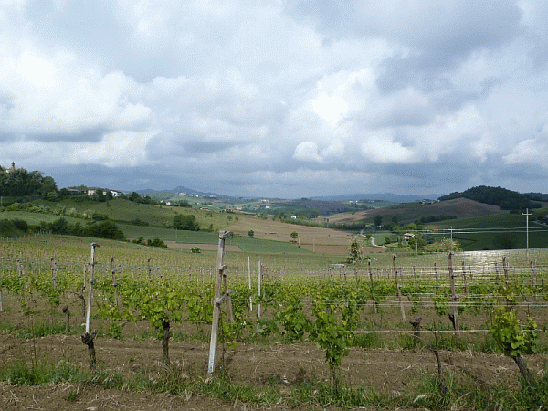 I vigneti verso Sala Monferrato