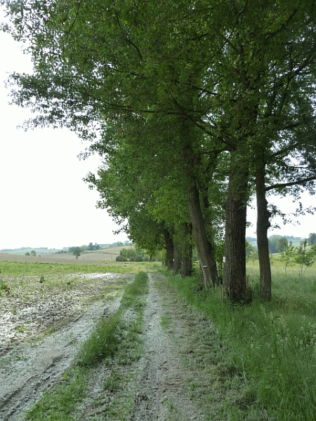 Filare alberato
