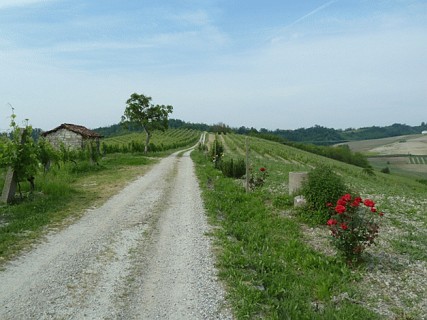 I vigneti verso S. Gregorio