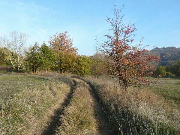 La carrareccia
