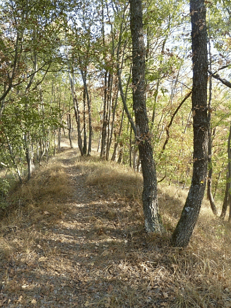 La risalita nel bosco