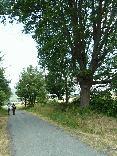La quercia secolare