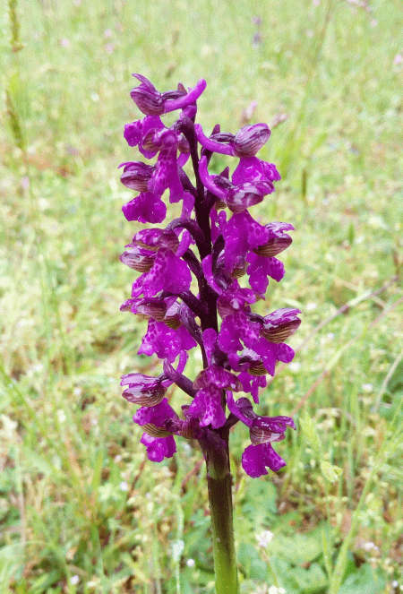 Orchidea Pan di Cuculo