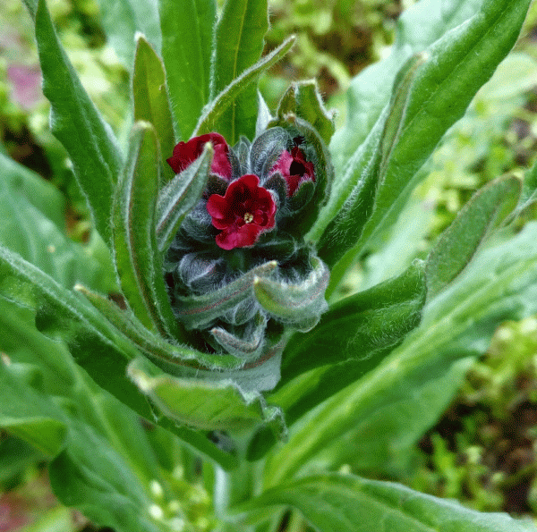 Cinoglossa vellutina