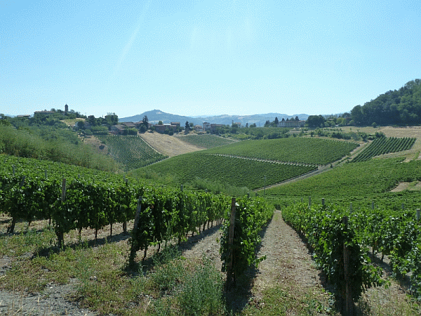 I vigneti di Monleale