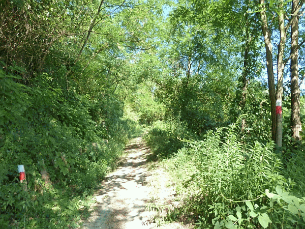 Passaggio nel bosco