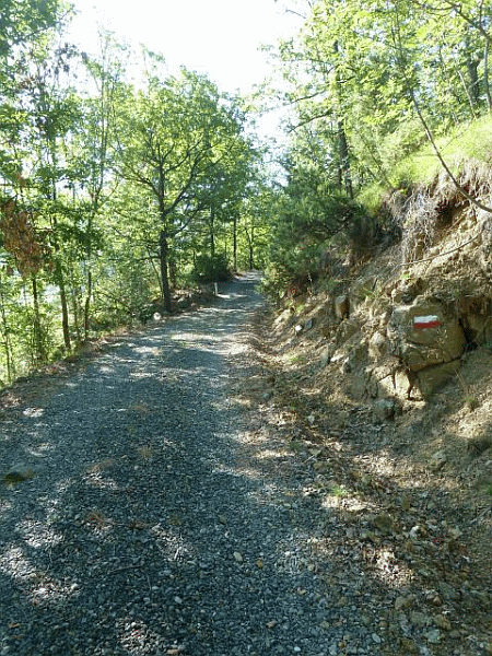 La carrareccia nel bosco