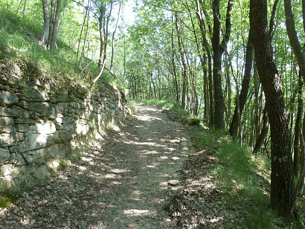 Passaggio nel bosco