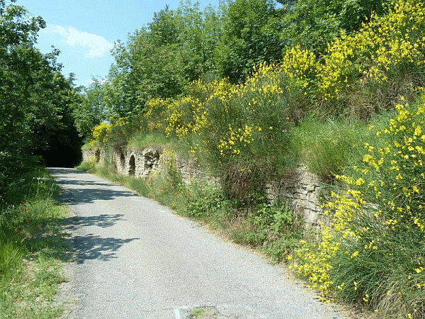 Le ginestre in fiore