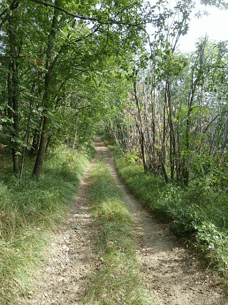Passaggio nel bosco