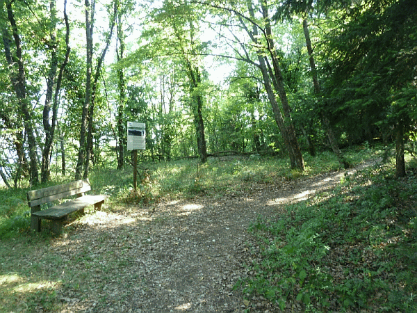 Passaggio nel bosco