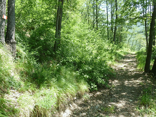 Passaggio nel bosco