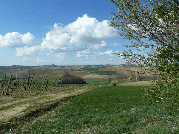 Cartolina dal Monferrato