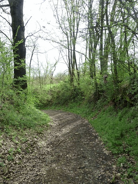 La stradina nel bosco