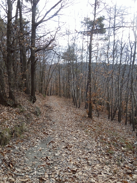Il sentiero nel bosco