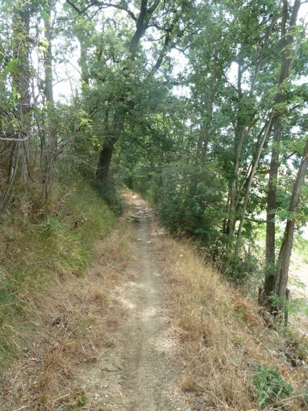 Passaggio nel bosco
