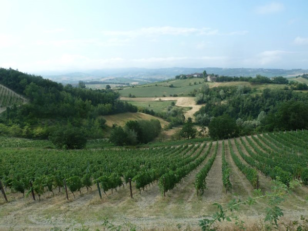 Tra boschi e vigneti