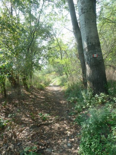 In cammino nel verde