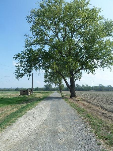 La strada fra i campi