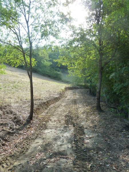 La carrareccia costeggia il bosco