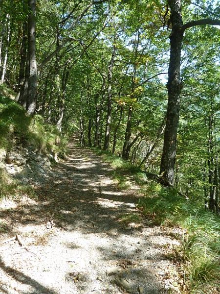 La strada nel bosco
