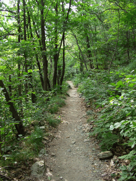 Il sentiero entra nel bosco