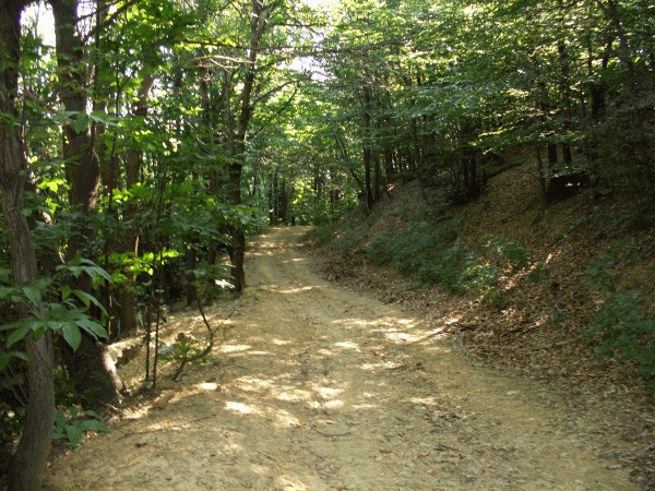 Il sentiero attraversa un bosco di castagno