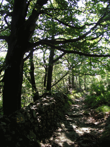 Faggi nei pressi della Cascina Alberghi