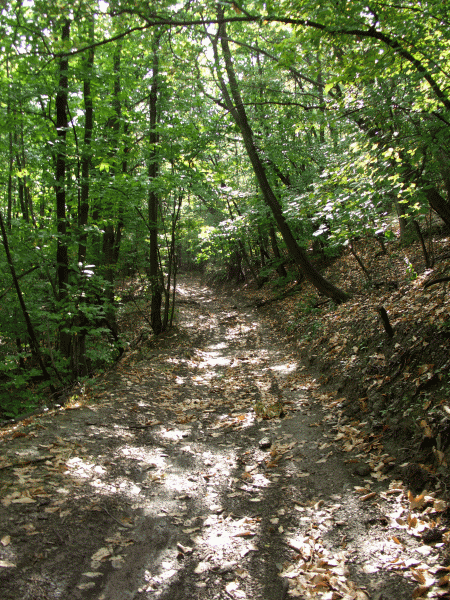 Il sentiero entra nel bosco