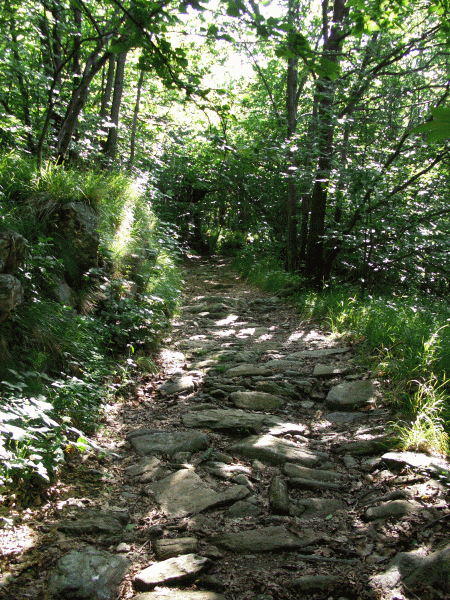 Il sentiero attraversa il bosco