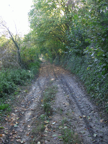 Il sentiero costeggia il bosco
