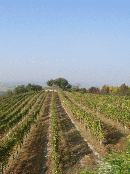 I vigneti