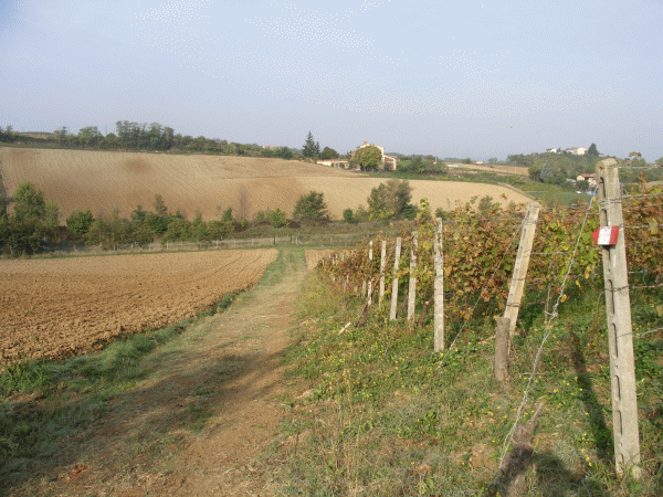 Tra campi e vigneti