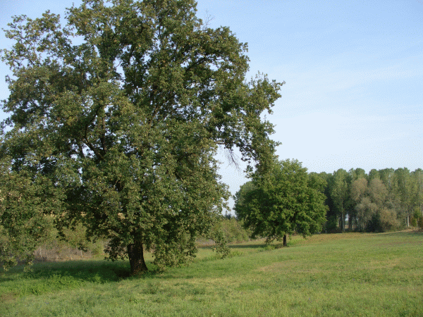 Il paesaggio