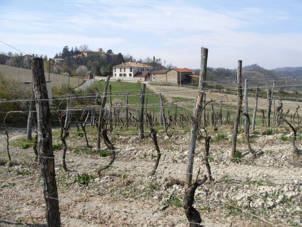 Vigneti nei pressi della Cascina Zenavrea