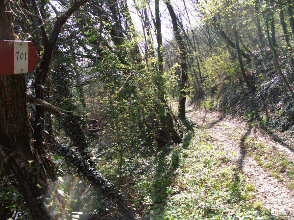 Il sentiero nel bosco